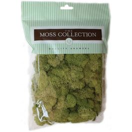 Preserved Reindeer Moss 108.5 Cubic Inches Spring Green - QG2060