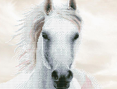 Diamond Painting Intermediate Kits